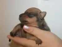 Щенки русского тоя