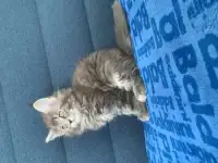 Мей Кун, фотография 4