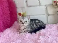 Британские котята, фотография 8
