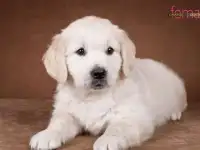 Очаровательные золотистые щенята, фотография 8