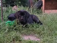 Щенки кане корсо