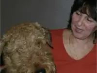 Продам щенков Корги, Шибу, Йорк