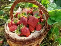 Саженцы земклуники Купчиха.