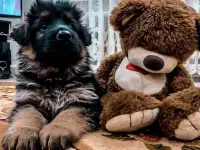 Длинношёрстые щенки немецкой овчарки «шоу класса «