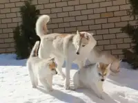 Щенки Сибирский хаски