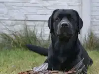 Вязка