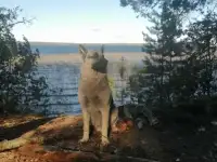 Элитные щенки ВЕО, знаменитая и легендарная 
