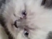 Три персидских котенка