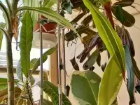 комнатные цветы.большие и маленькие.много, фотография 8