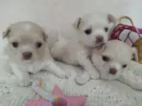 Щенки чихуахуа длинношерстные