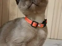 Бурманские котята, фотография 2