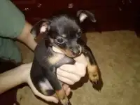 Щенки той терьера