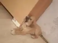 Отдам щенка в добрые руки