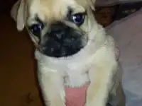 Щенки мопс
