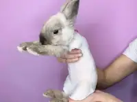 Стрижка собак и кошек. Груминг, фотография 4