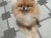 Шпиц