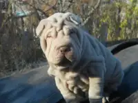 Шар пей щенки