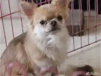 Изабелловый мальчик чихуахуа
