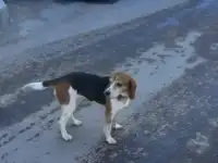 Нашёлся бигль
