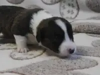 Щенки вельш корги кардиган