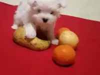 Щенок