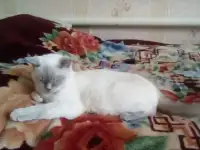 отдам кошку в хорошие руки.