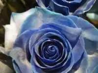 Букет из 5 голубых роз!