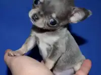 мини мальчик