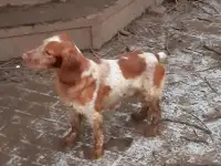 Спаниель