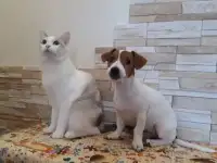 Щенки Джек Рассел терьера