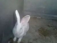 Кролы на племя