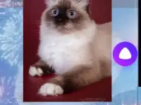 Невские маскарадные кошки