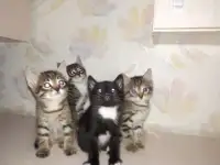 Игривые и Добрые котята
