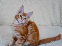 Котята мейн-кун рыжего окраса, фотография 10