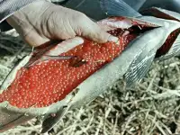 Рыбаки, Рыбообработчики
