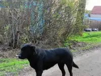 Приютите бездомную собачку
