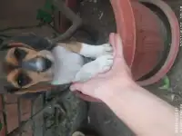 Продаются щенки бигль