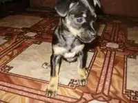 Животные