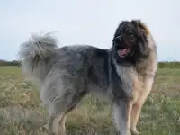 Кавказская овчарка/вчзка