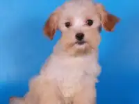 мальтипу Ф1 щенки   девочки мини, фотография 3