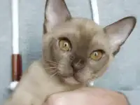 Бурманские котята, фотография 2