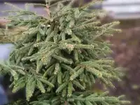 Продам ель Сибирскую