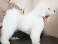 Бишон Фризе, вязка, кобели., фотография 3