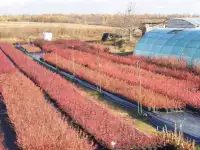 Саженцы голубики садовой оптом от производителя РБ.