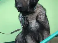 зонар ВЕО, фотография 3