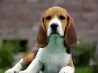 Щенки бигля