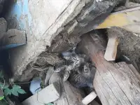 отдам котяток