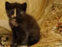 Отдам КОТЯТ в ХОРОШИЕ руки