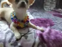 ПРОДАМ ПОРОДИСТЫХ ЩЕНКОВ ЧИХУАХУА Дл/Ш