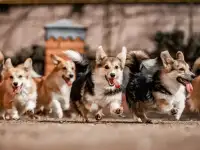 Щенки вельш корги пемброк